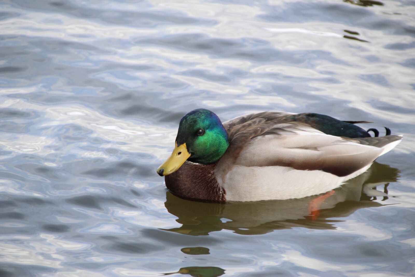Canon EOS 1300D (EOS Rebel T6 / EOS Kiss X80) sample photo. Mallard, duck, bird photography