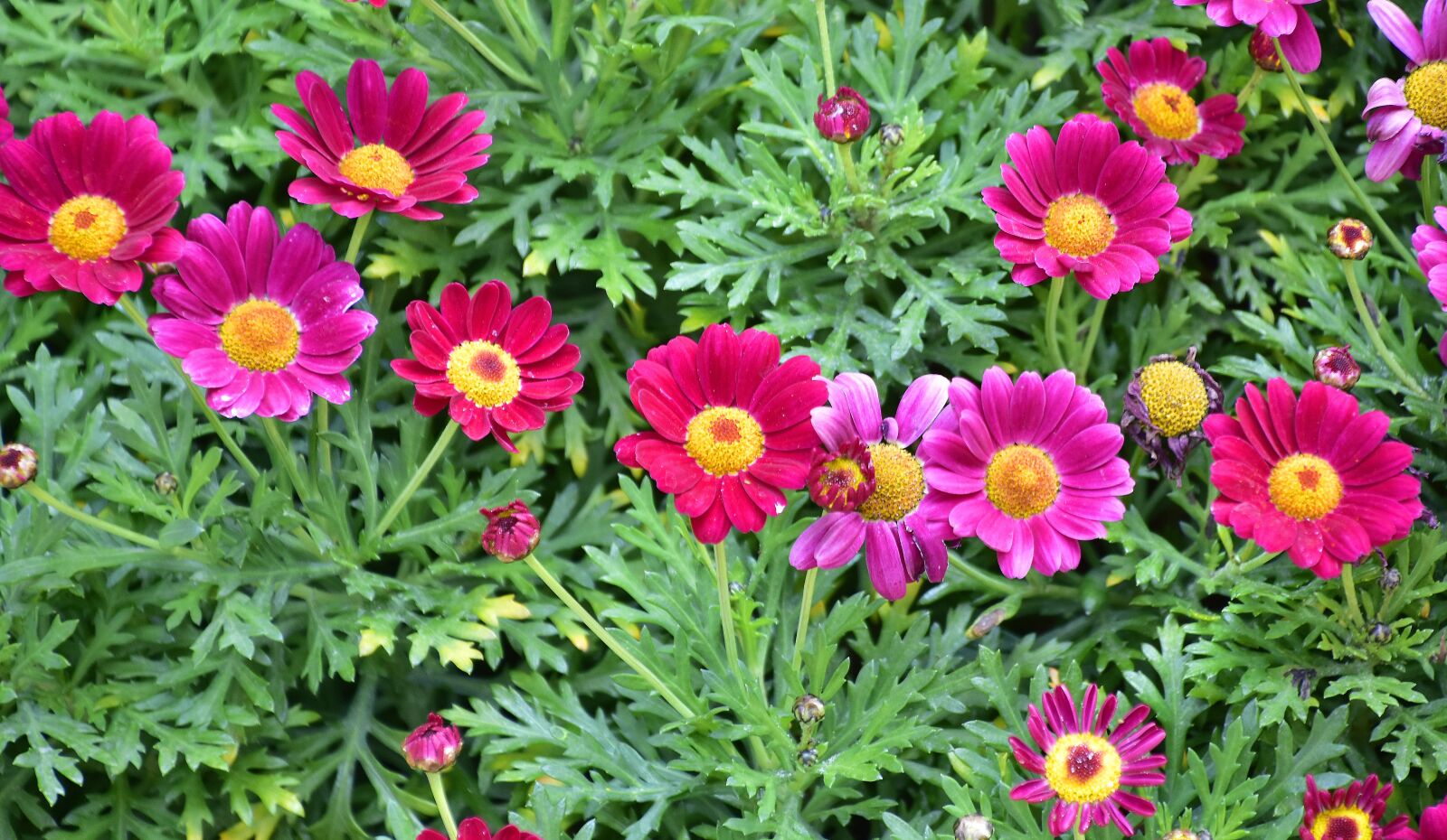 Nikon D7200 sample photo. Flower, summer, nature photography