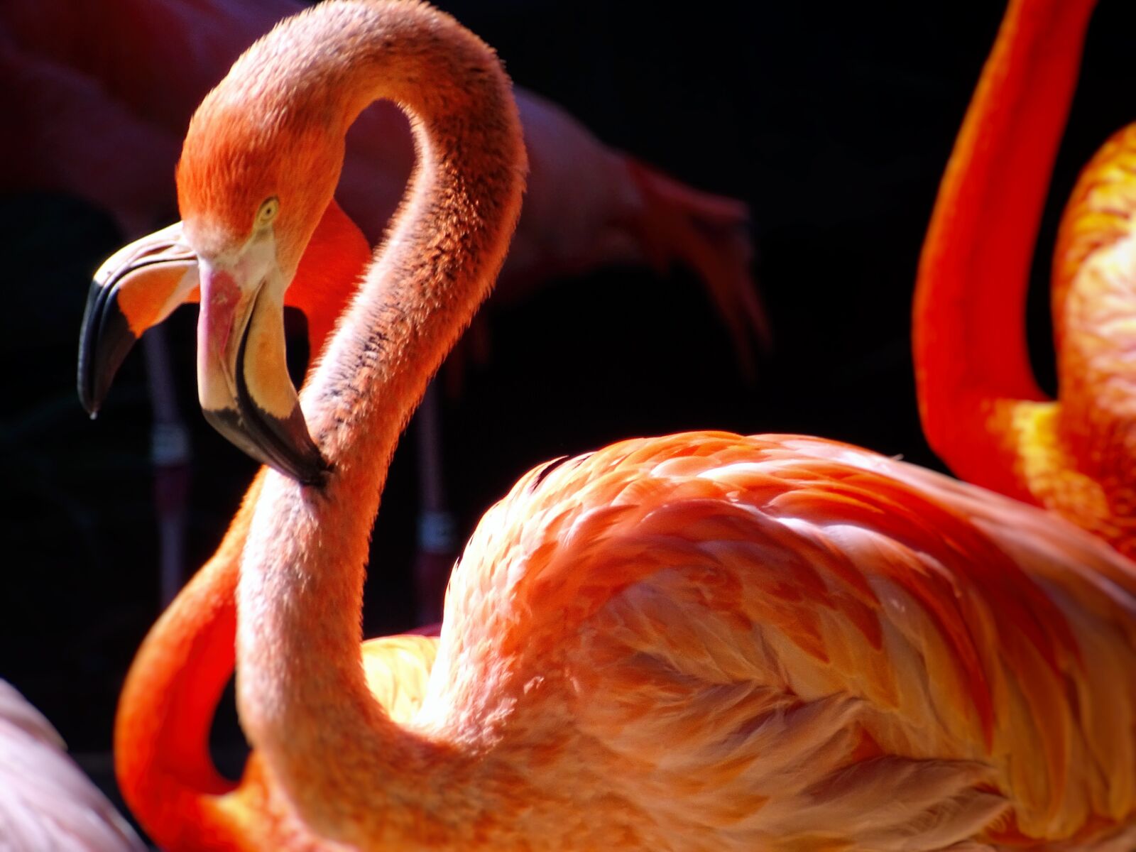 Sony Cyber-shot DSC-HX400V sample photo. Flamingos, zoo, san diego photography