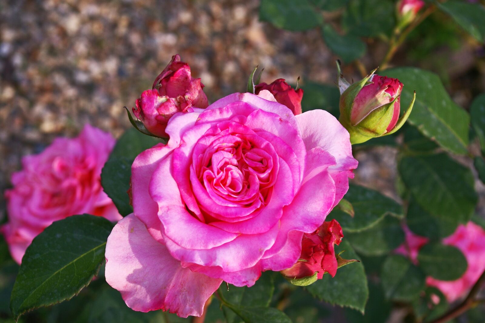 Pentax *ist DL2 sample photo. Garden rose, rose, blossom photography