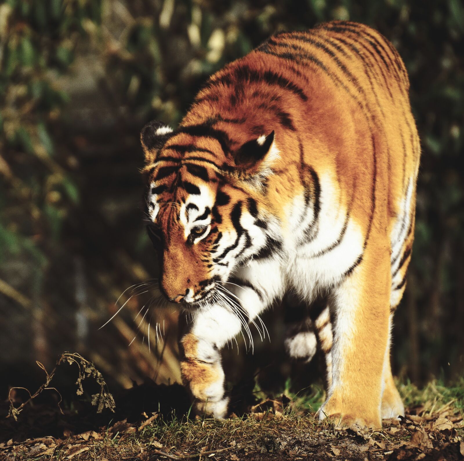 Nikon D7200 sample photo. Tiger, big cat, predator photography