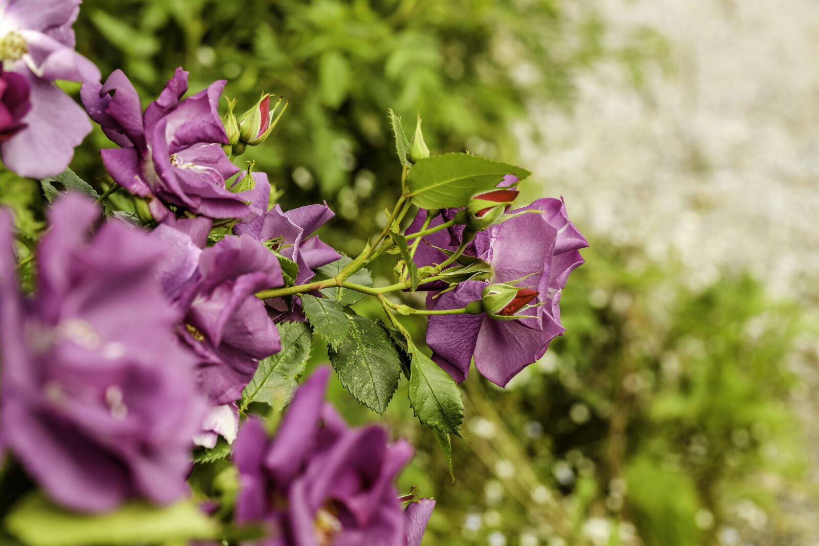 Canon EF 100mm F2.8L Macro IS USM sample photo. Roses, purple, nature photography