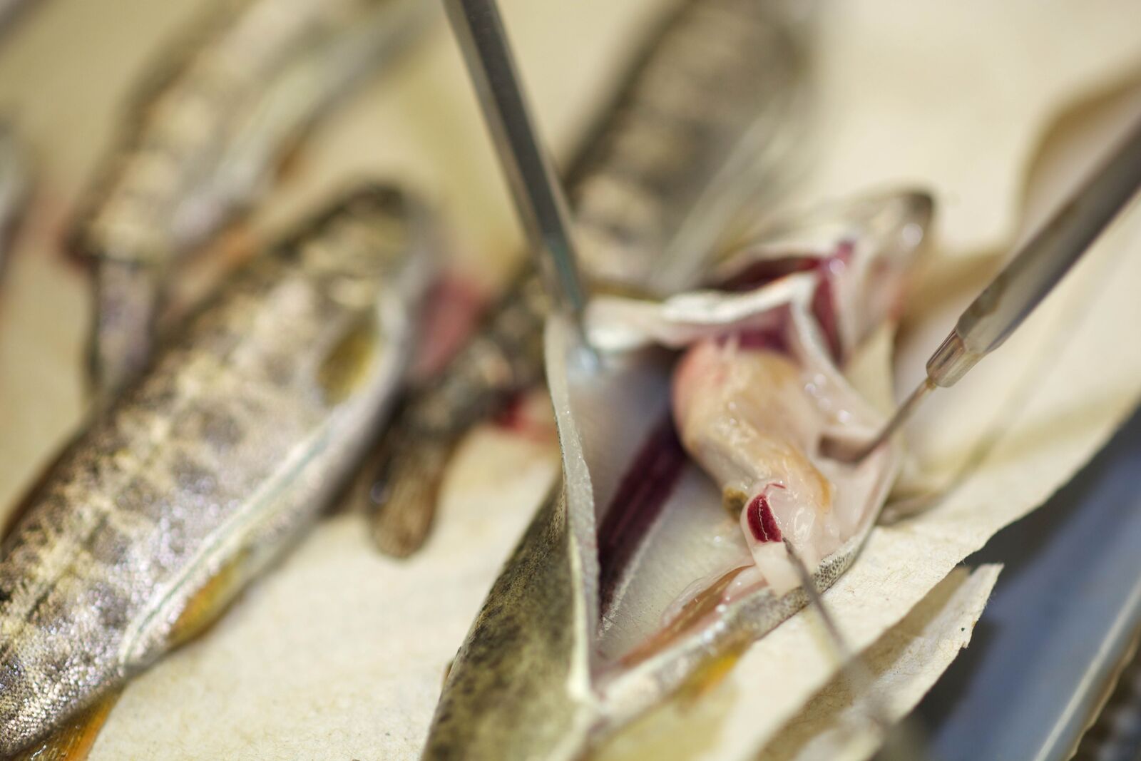 Canon EOS 5D Mark II sample photo. Fish, health, dna, testing photography