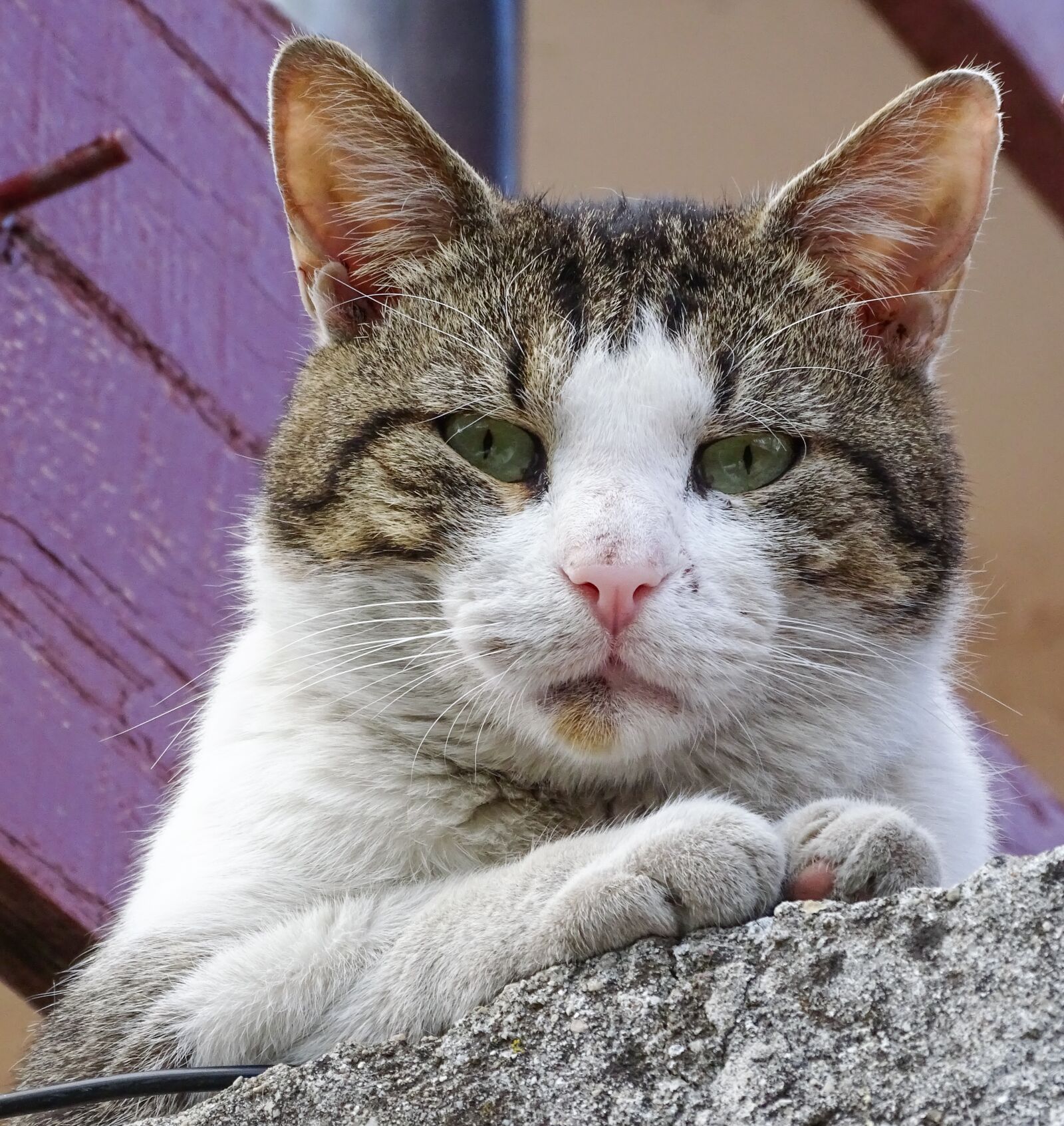 Sony Cyber-shot DSC-HX350 sample photo. Cat, animal, kitten photography