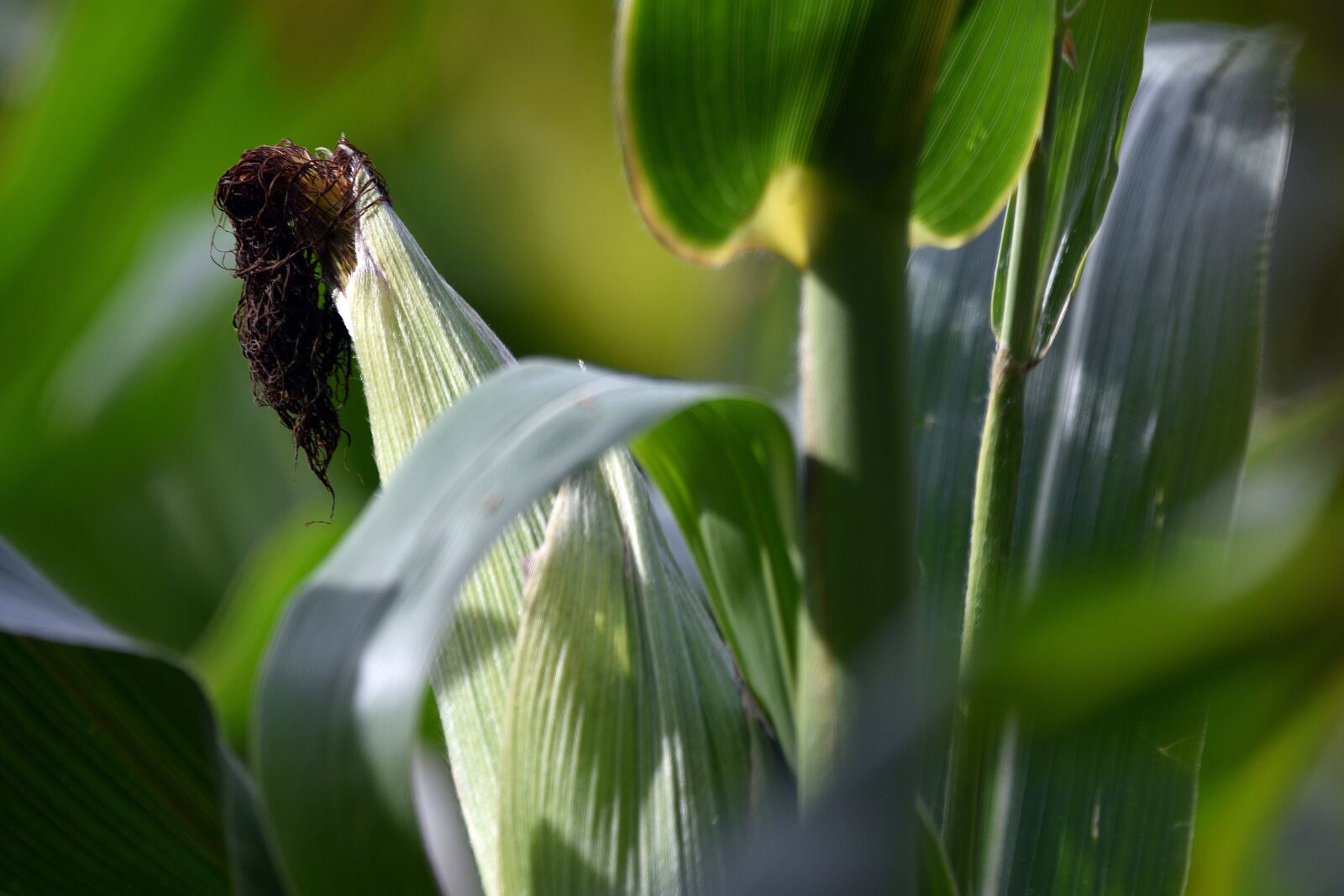 Nikon D3400 sample photo. Corn, corn husk, husk photography