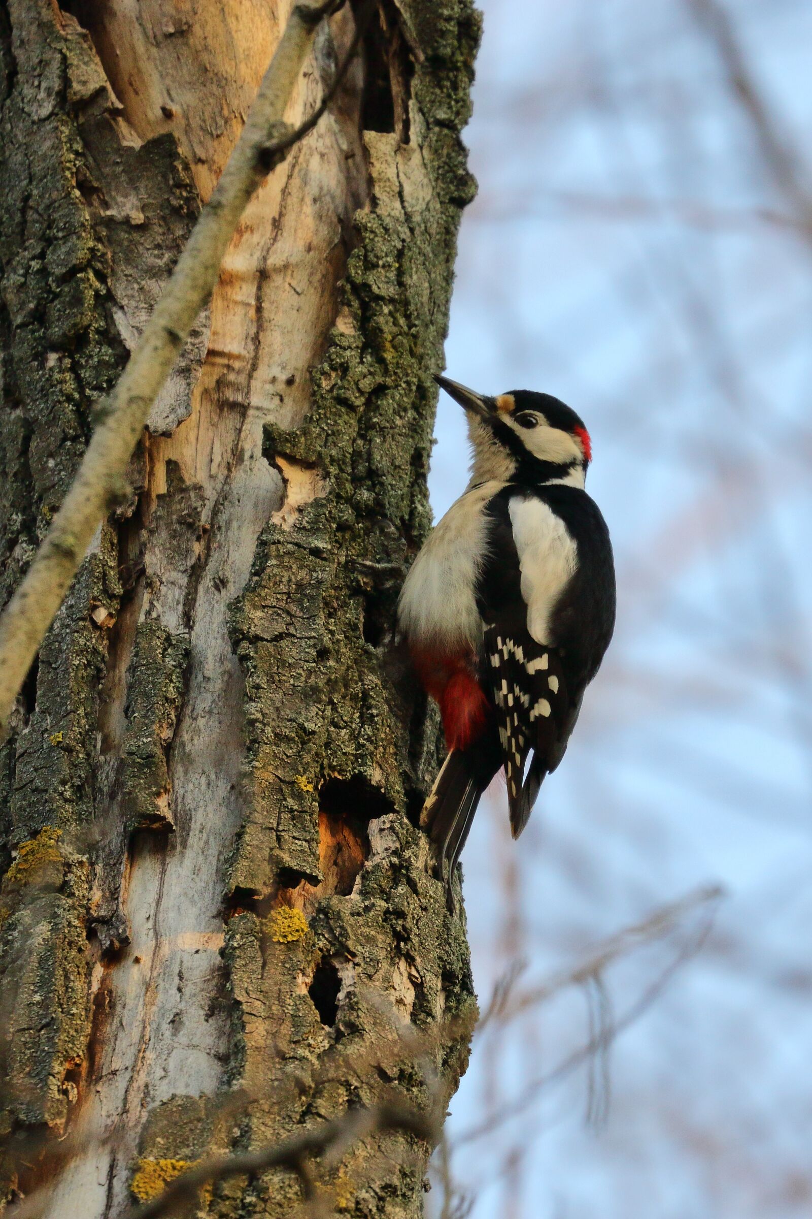 Canon EOS 7D Mark II sample photo. Red, more, bird photography