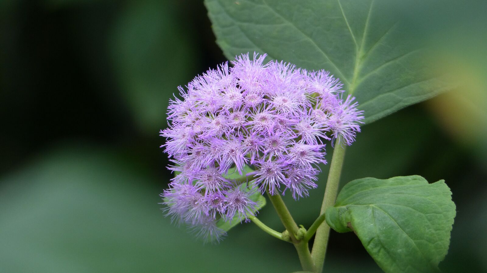 Panasonic Lumix DMC-FZ200 sample photo. Flower, blossom, bloom photography