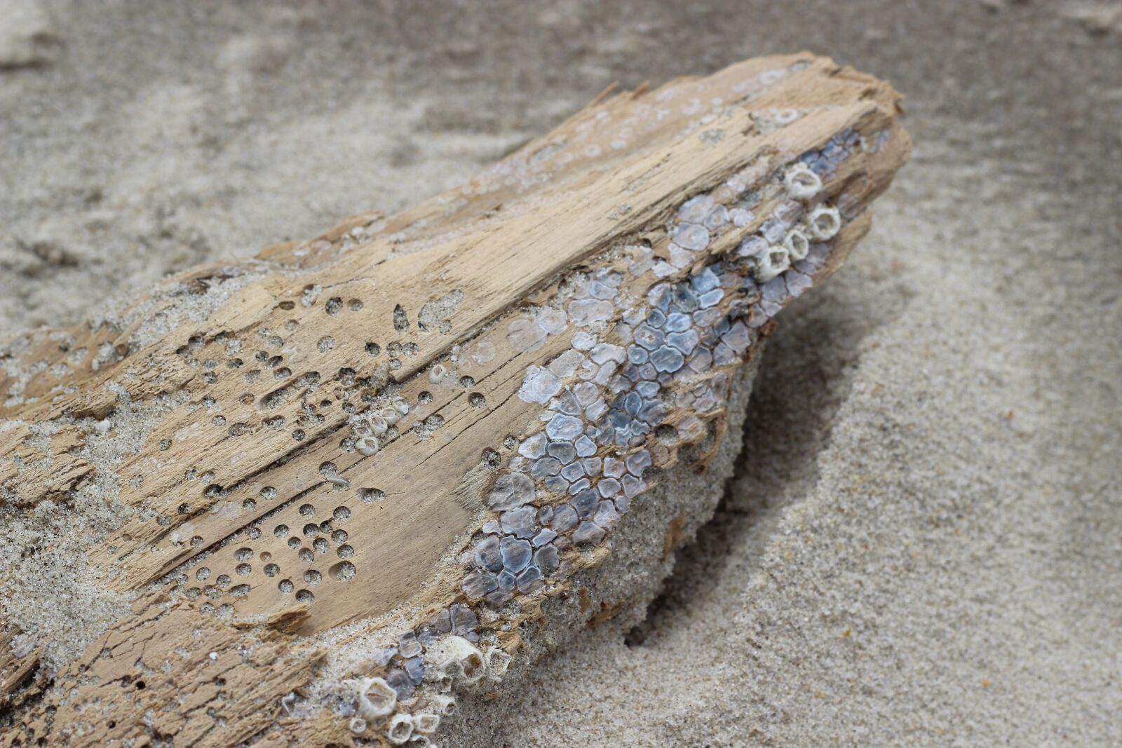 Canon EOS 600D (Rebel EOS T3i / EOS Kiss X5) + Canon EF 50mm F1.8 II sample photo. Beach, wood, sea photography