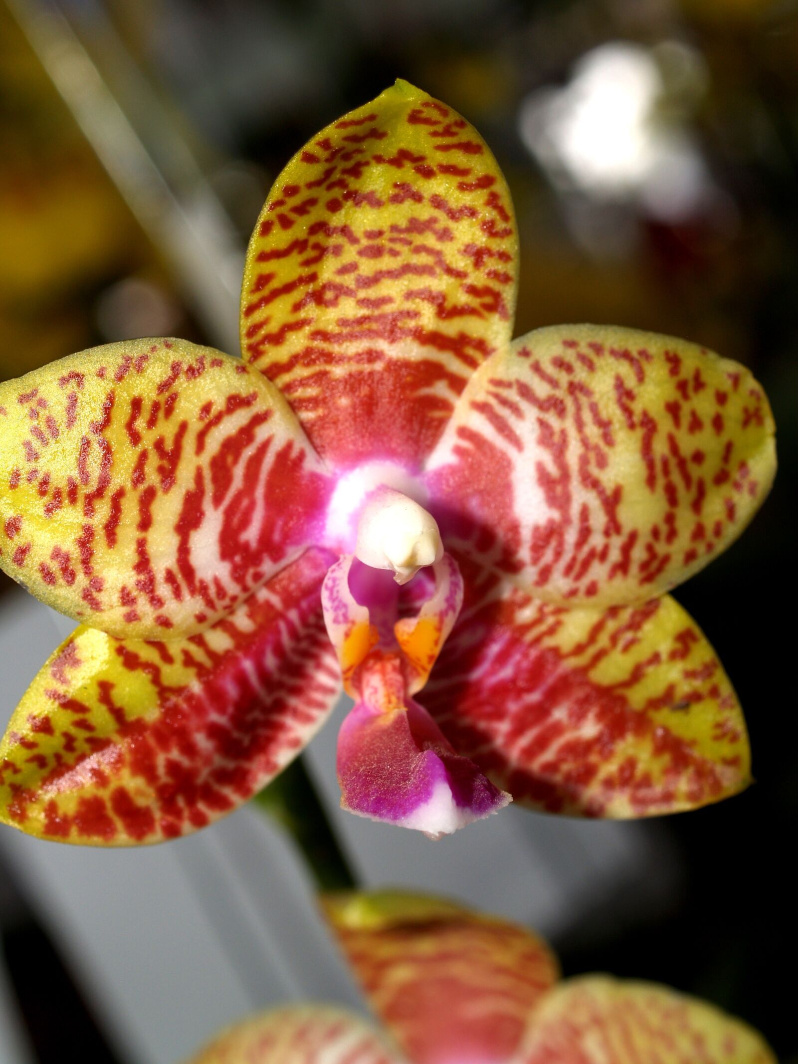 Olympus E-300 (EVOLT E-300) sample photo. Orchid, flower, bright photography