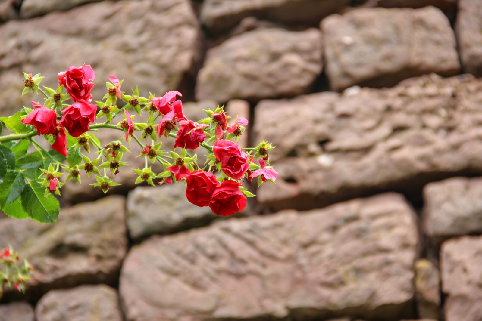 Canon EOS 600D (Rebel EOS T3i / EOS Kiss X5) sample photo. Flowers, close-up, red photography