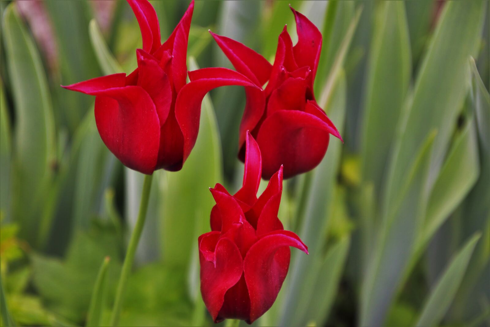 Canon EOS 80D sample photo. Red, tulips, flower photography