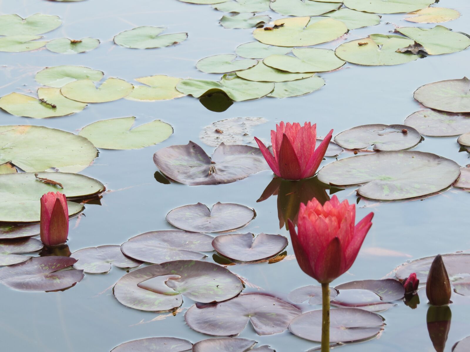 Canon PowerShot SX50 HS sample photo. Nature, water, beautiful flower photography
