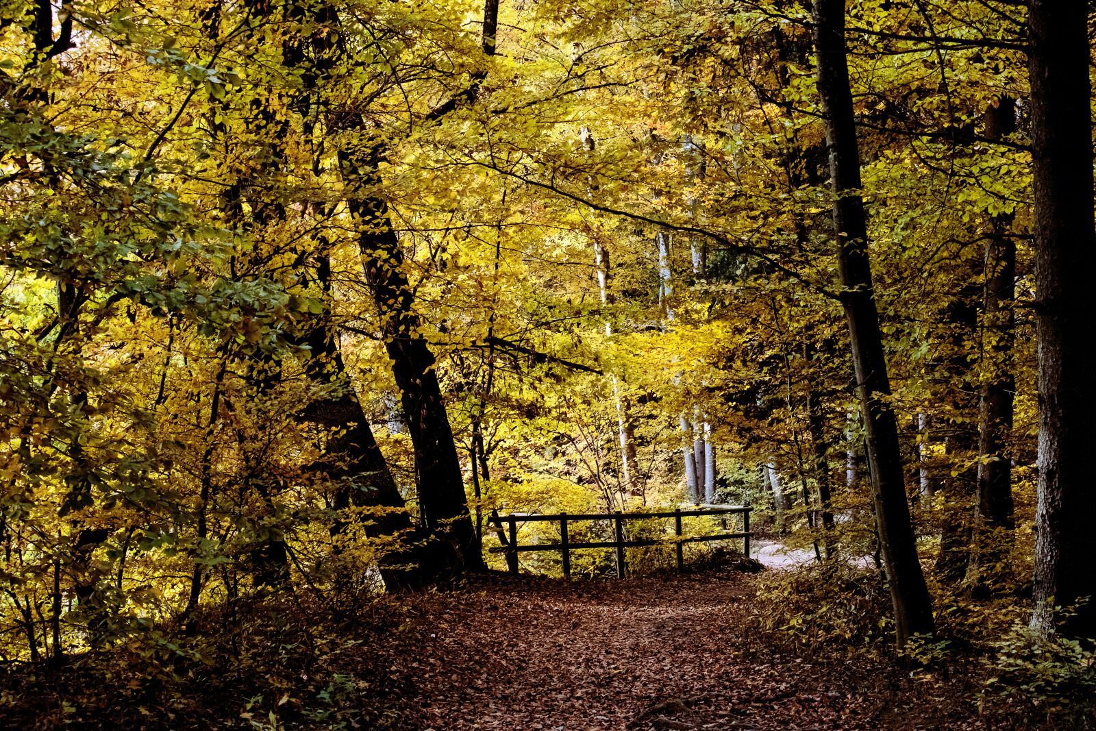 Canon EF-S 55-250mm F4-5.6 IS STM sample photo. Deciduous forest, forest, autumn photography