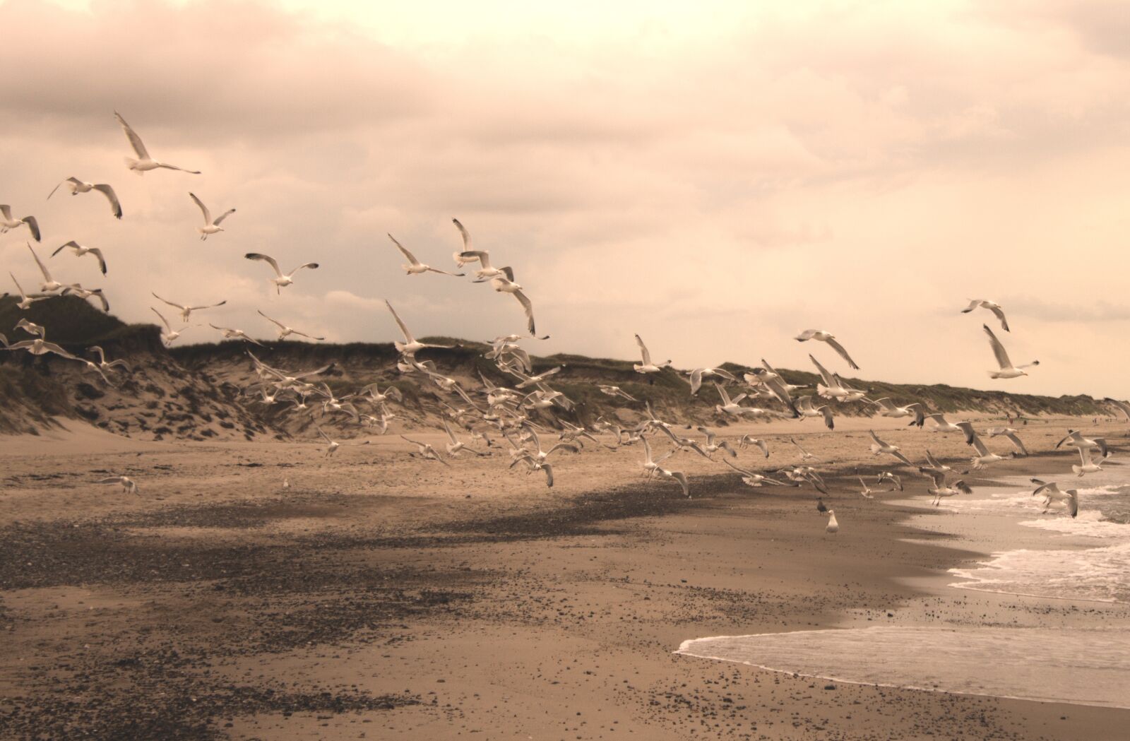 Canon EOS 1100D (EOS Rebel T3 / EOS Kiss X50) sample photo. Gulls, beach, sepia photography
