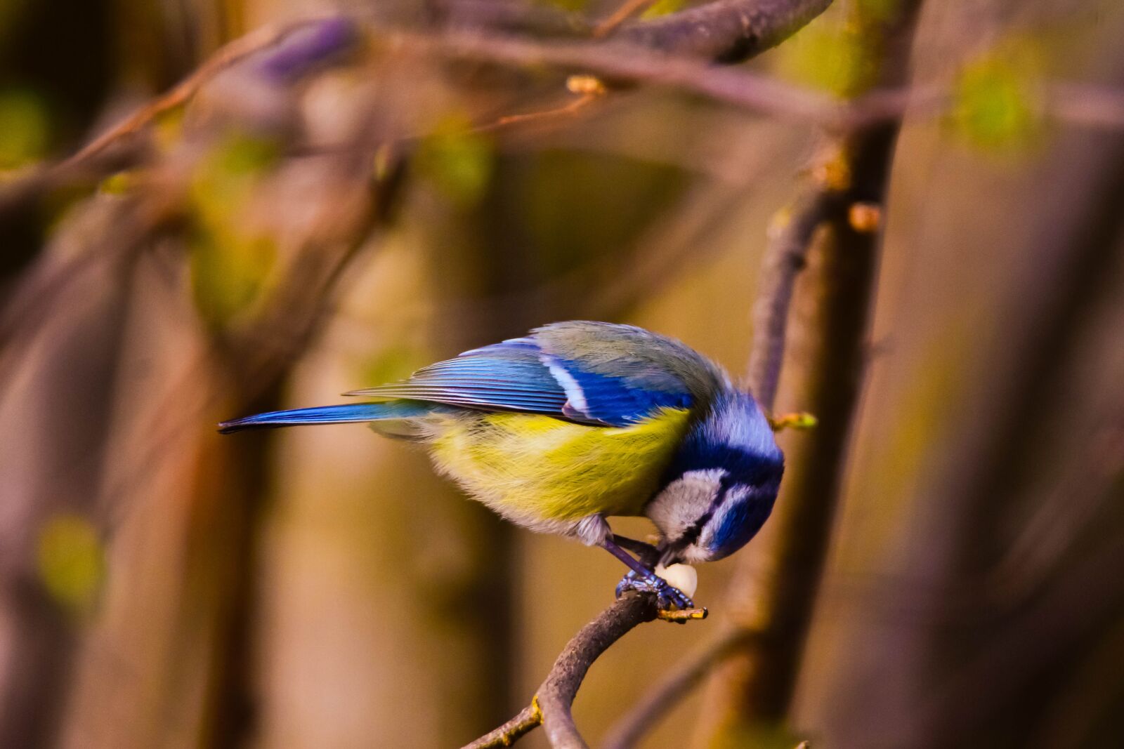 Tamron SP 150-600mm F5-6.3 Di VC USD sample photo. Bird, nature, tit photography