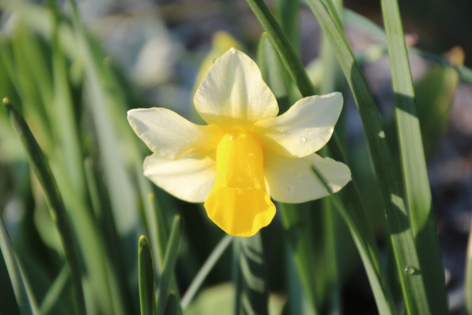 Canon EOS 600D (Rebel EOS T3i / EOS Kiss X5) sample photo. Narcissus, flowering, spring photography