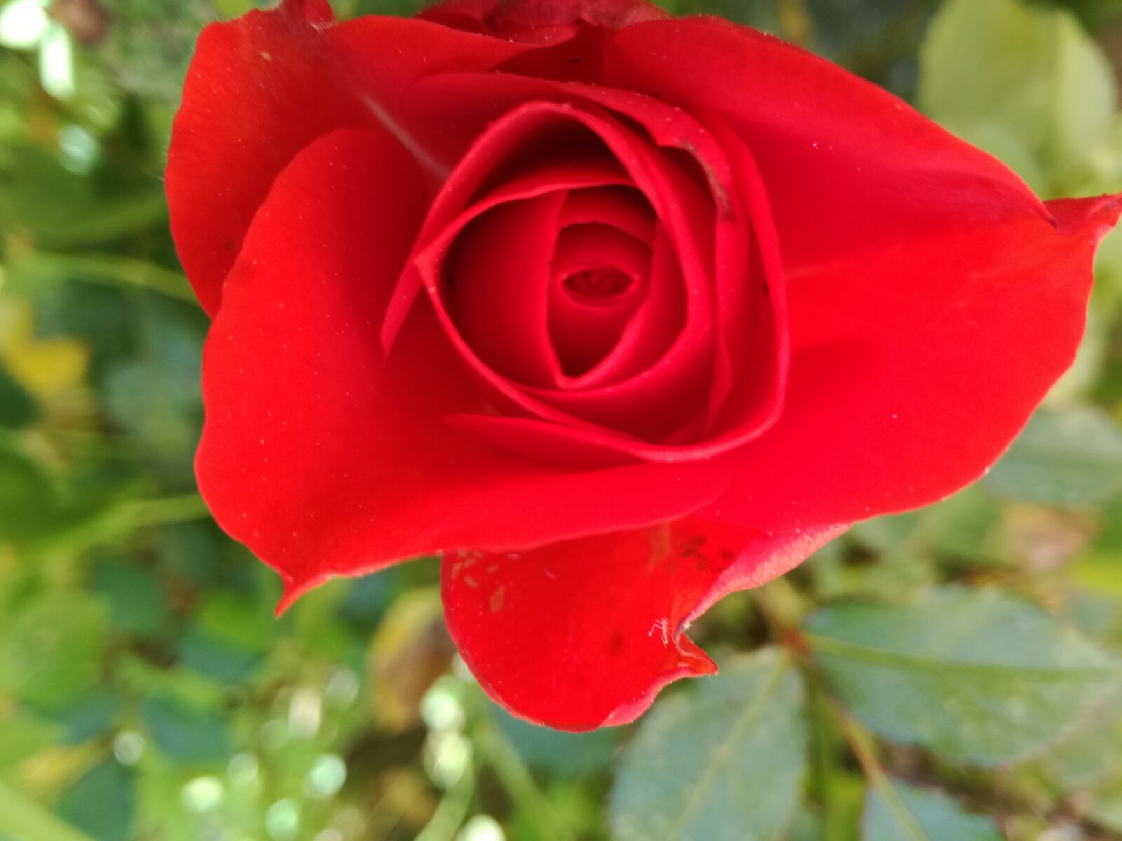 HUAWEI P9 LITE sample photo. Rosa, red, flower photography