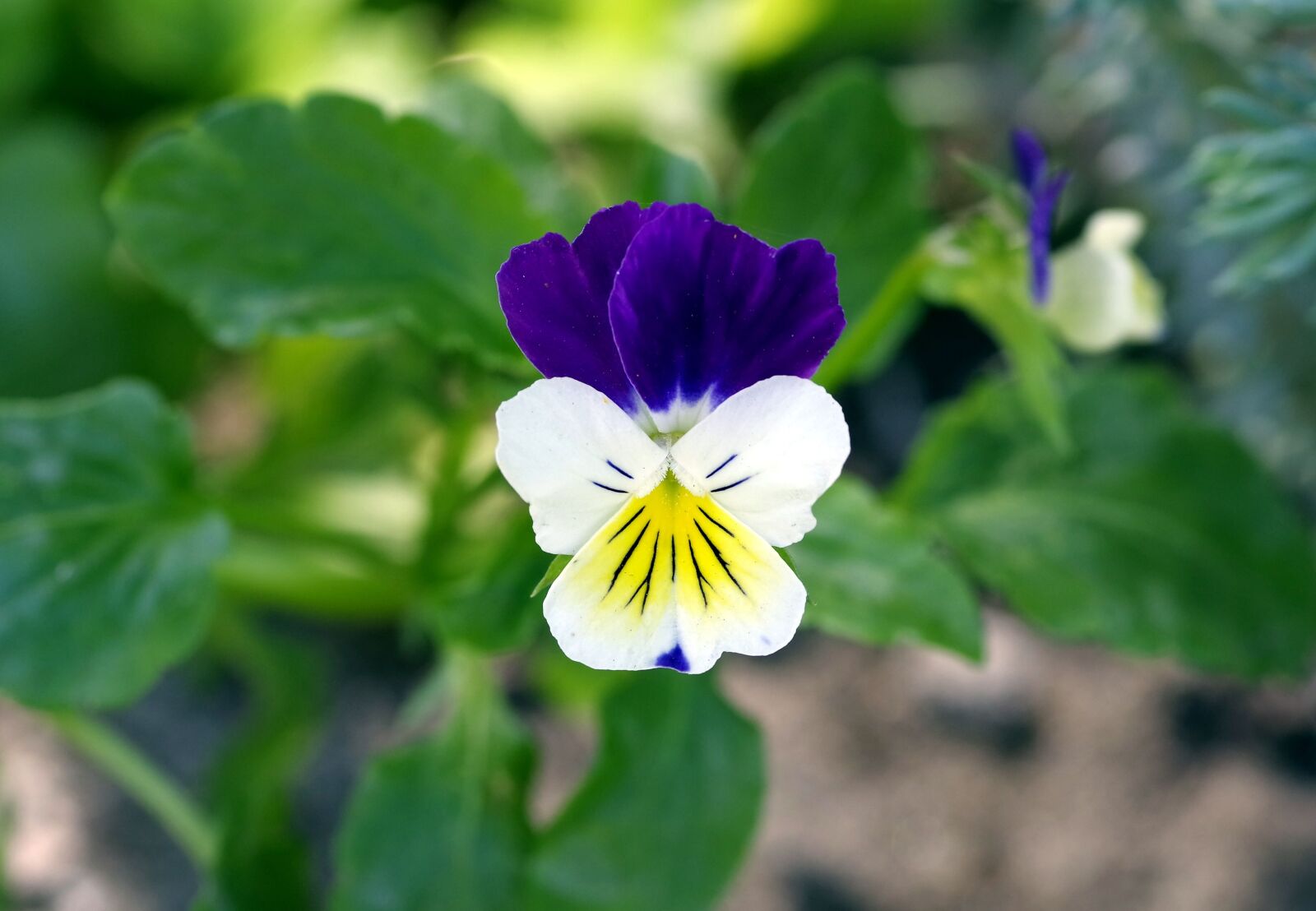 Pentax K-S2 sample photo. Violet, blue-white, herb photography