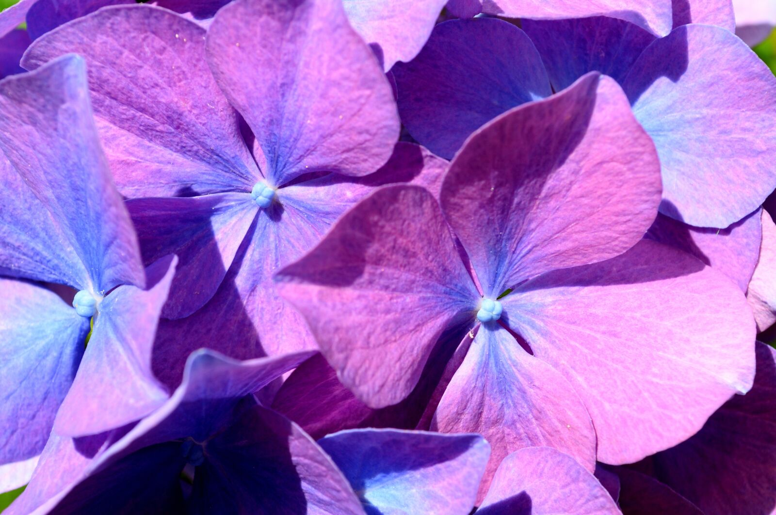 Nikon D5000 sample photo. Blue, hydrangea, flower photography
