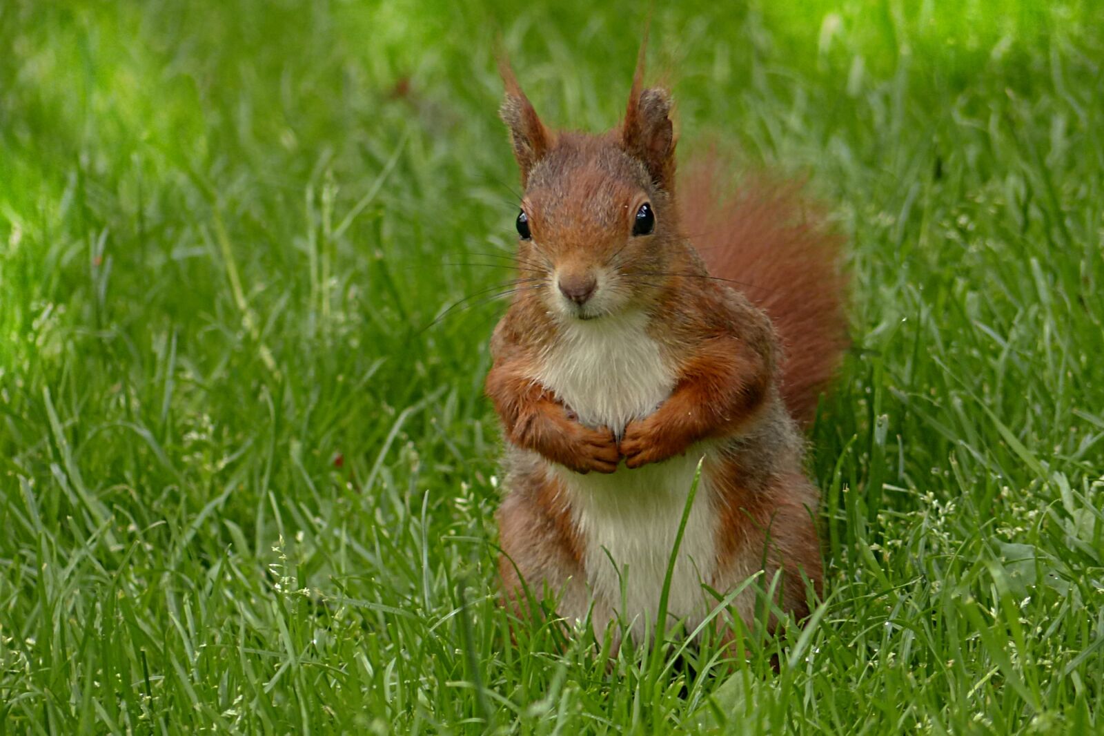 Panasonic Lumix DMC-FZ200 sample photo. Squirrel, sciurus major, animal photography