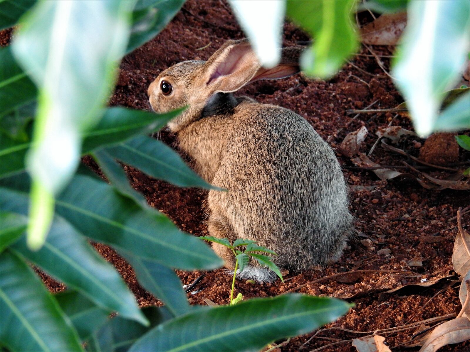 Nikon Coolpix P900 sample photo. Rabbit, mammal, grass photography