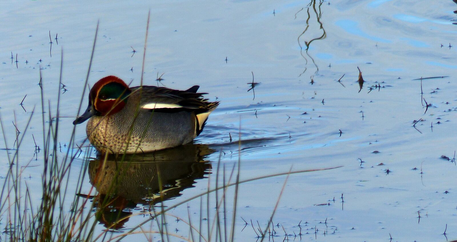 Panasonic Lumix DMC-FZ200 sample photo. Duck, pond, nature photography