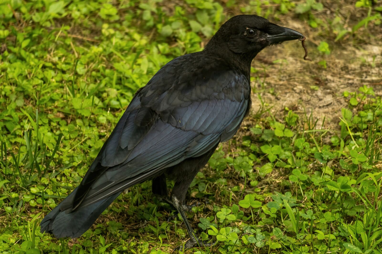 Sony E 70-350mm F4.5-6.3 G OSS sample photo. Crow, crow eating worm photography
