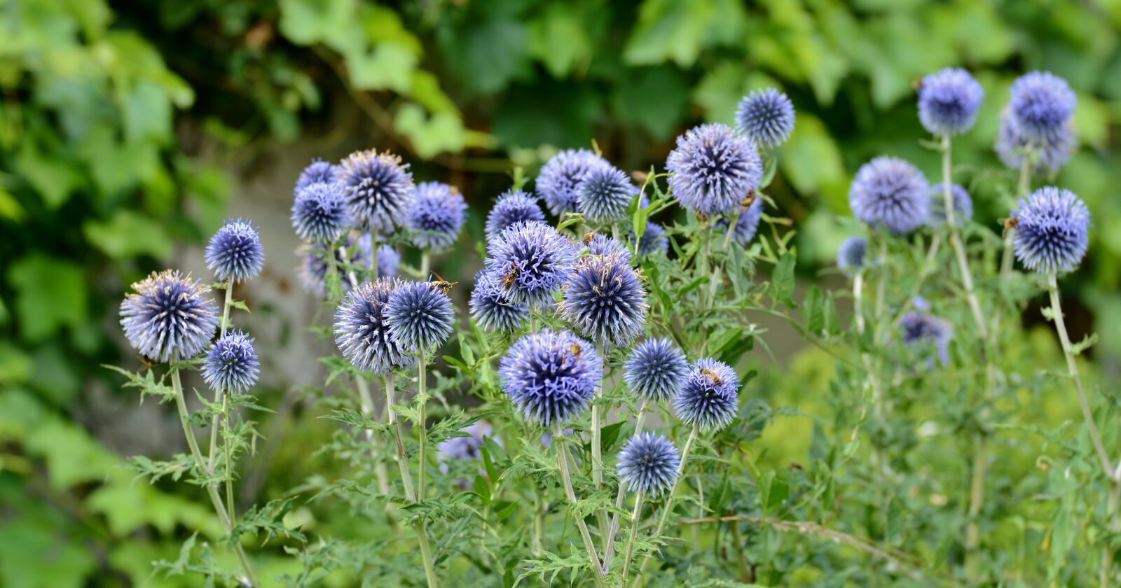Nikon D600 sample photo. Alliums, flowers, summer photography