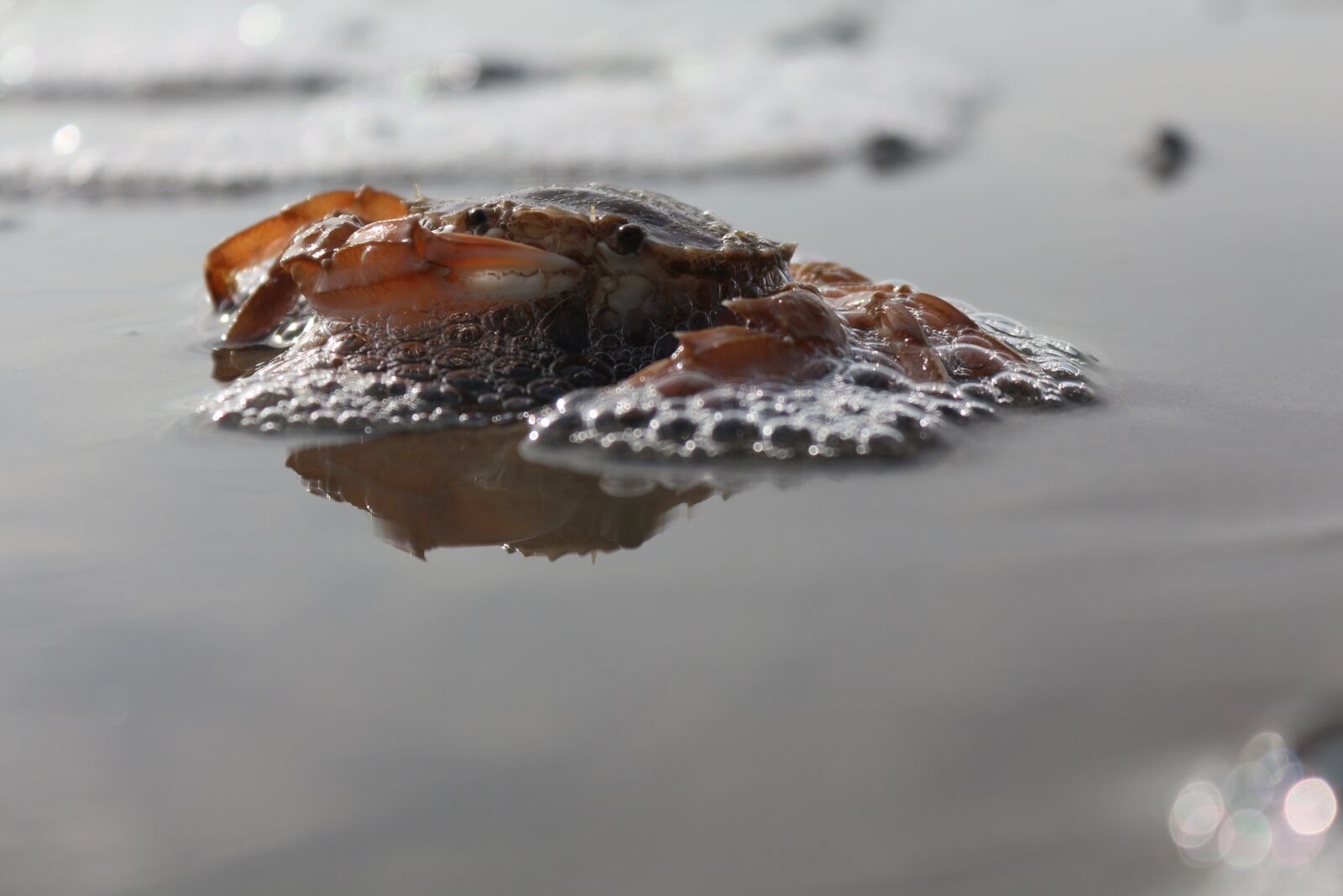 Canon EOS 650D (EOS Rebel T4i / EOS Kiss X6i) sample photo. North sea, watts, sea photography