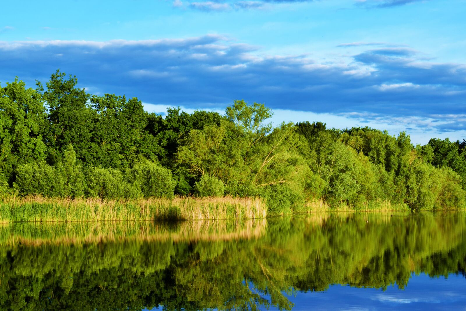 Nikon D3300 sample photo. Lake, water, trees photography
