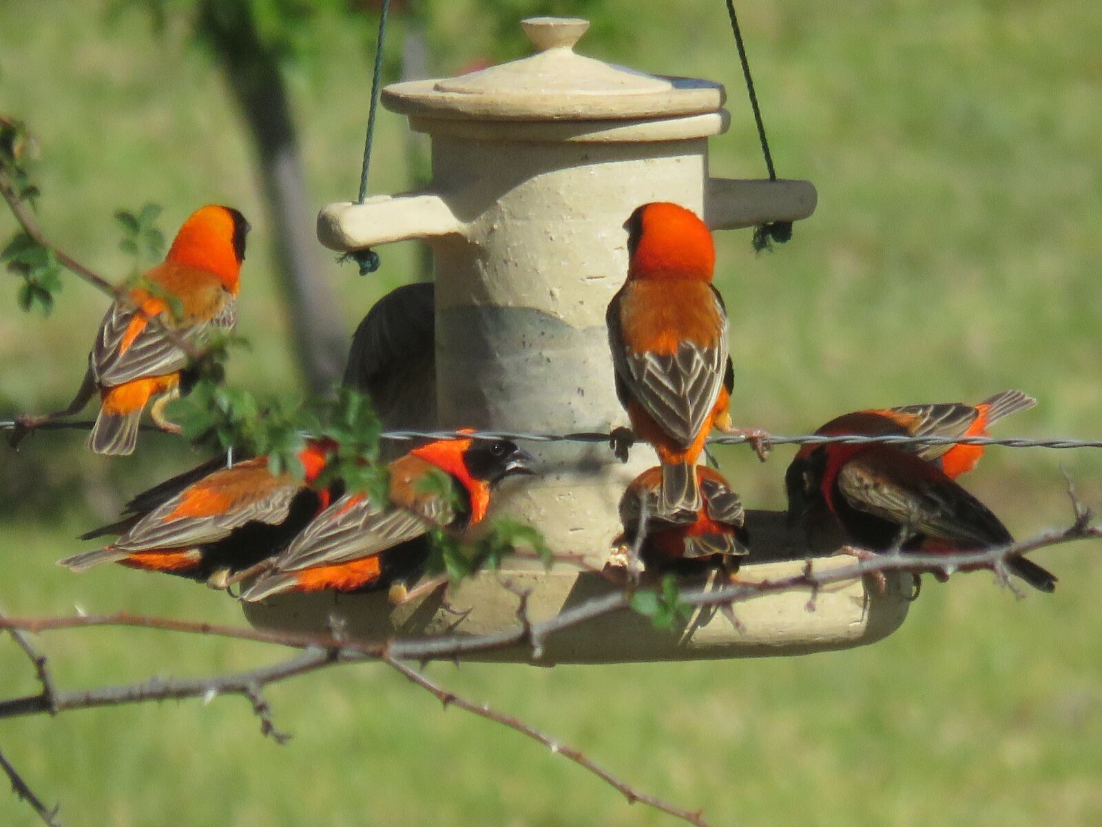 Canon PowerShot SX60 HS sample photo. Birds, bishops, feeder photography