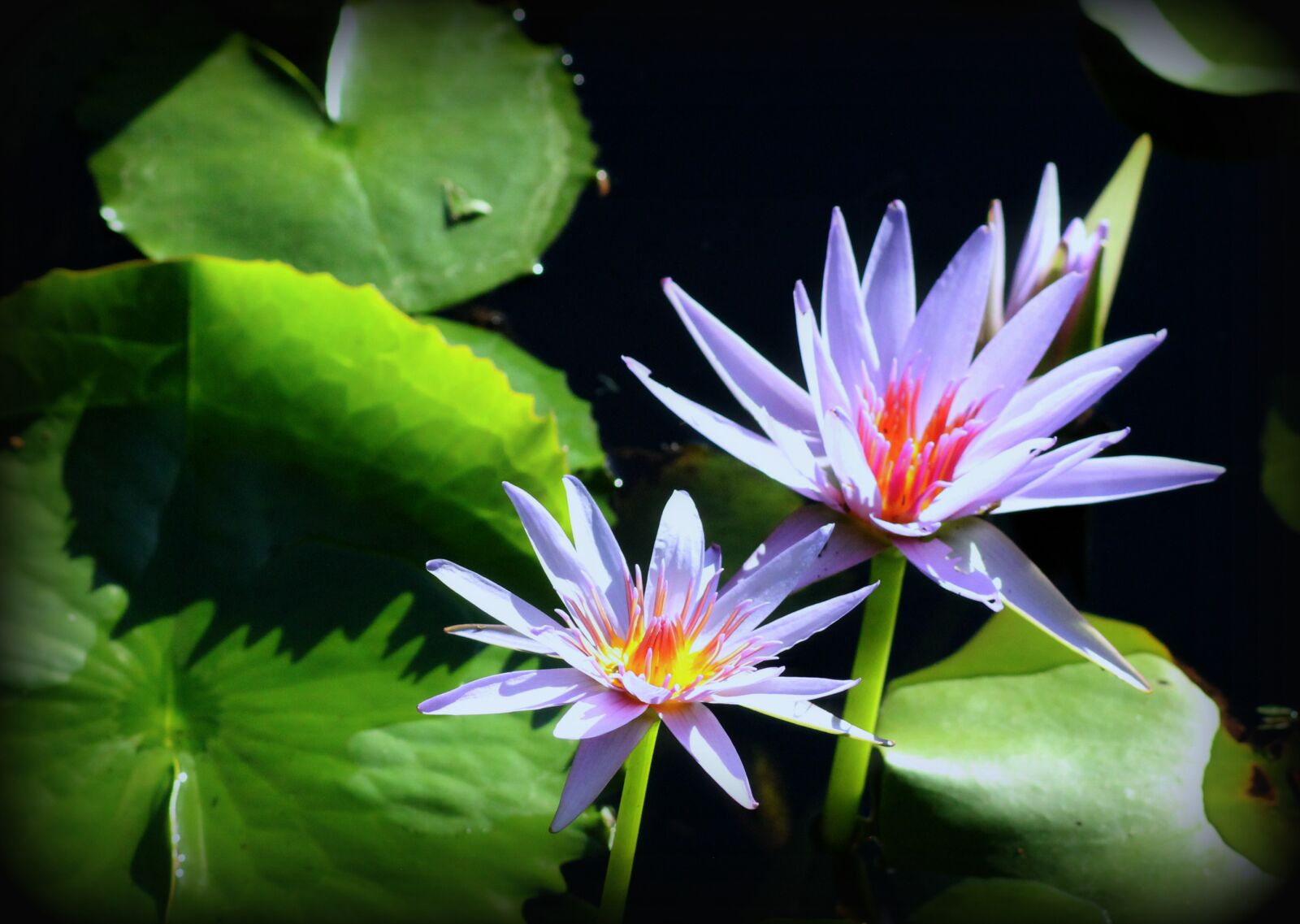 Canon EOS 1100D (EOS Rebel T3 / EOS Kiss X50) sample photo. Waterlily, flower, garden photography