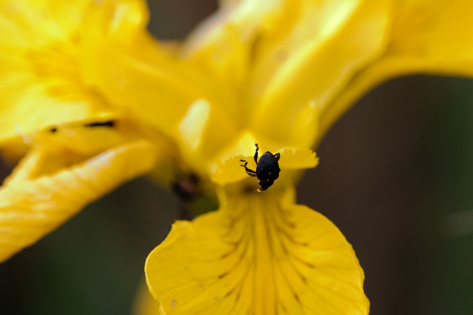 Canon EOS 70D sample photo. Nature, flower, plant photography