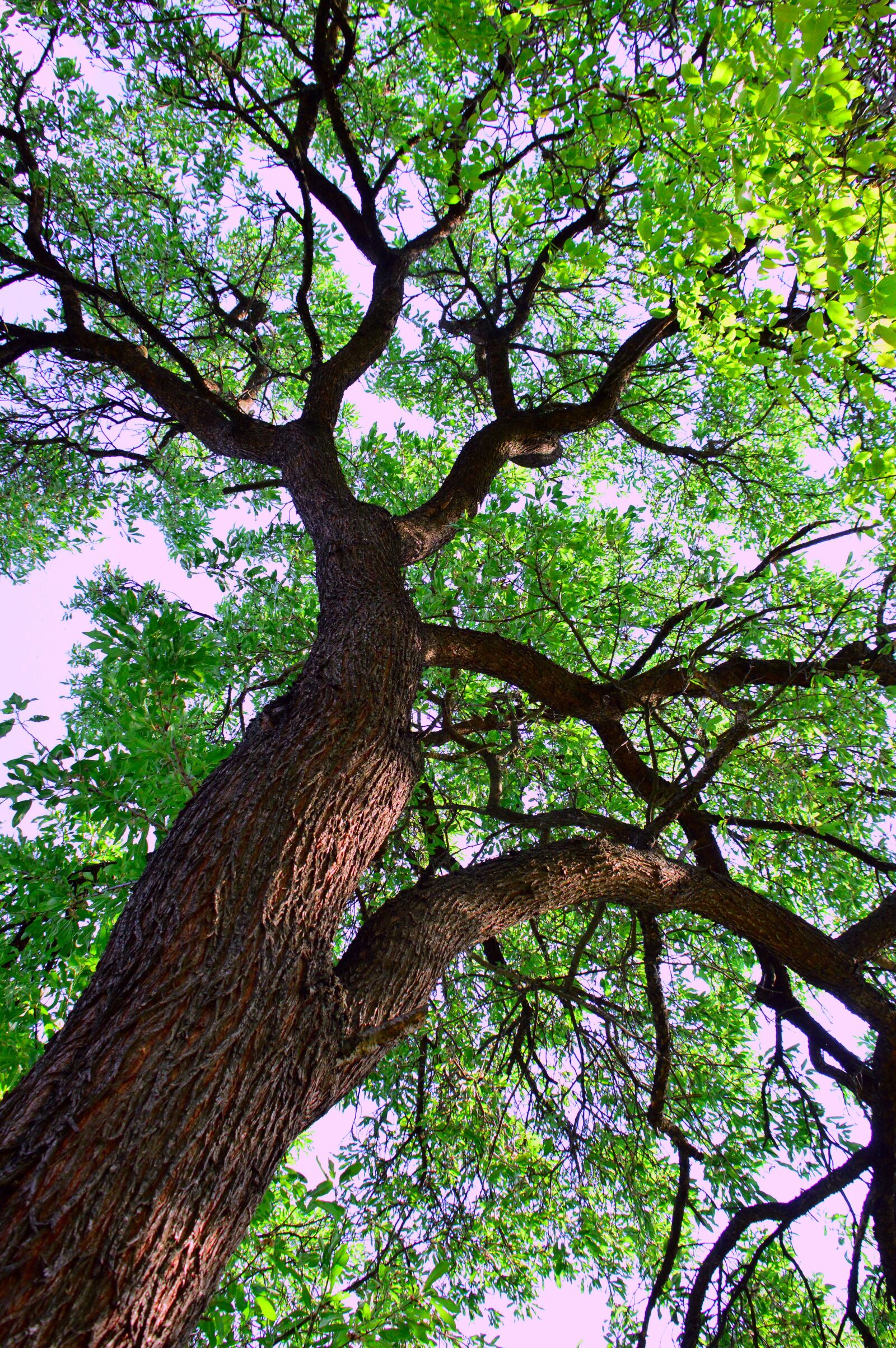Nikon D3200 sample photo. Wood, nature, branch photography