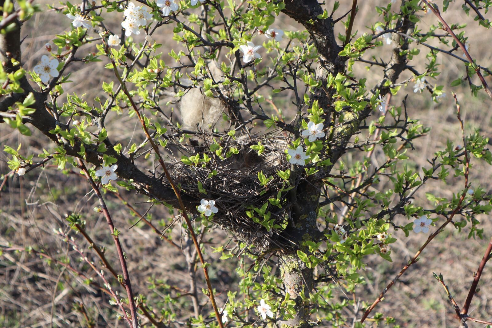 Canon EOS M50 (EOS Kiss M) sample photo. Birds nest, jack, spring photography