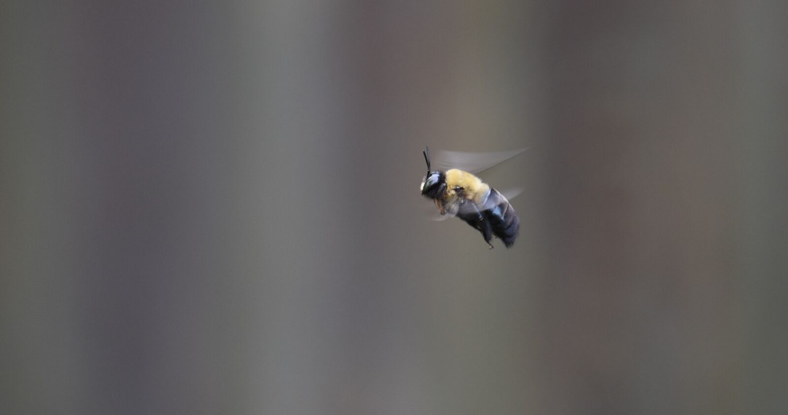 Nikon D5500 sample photo. Bee, borer bee, carpenter photography