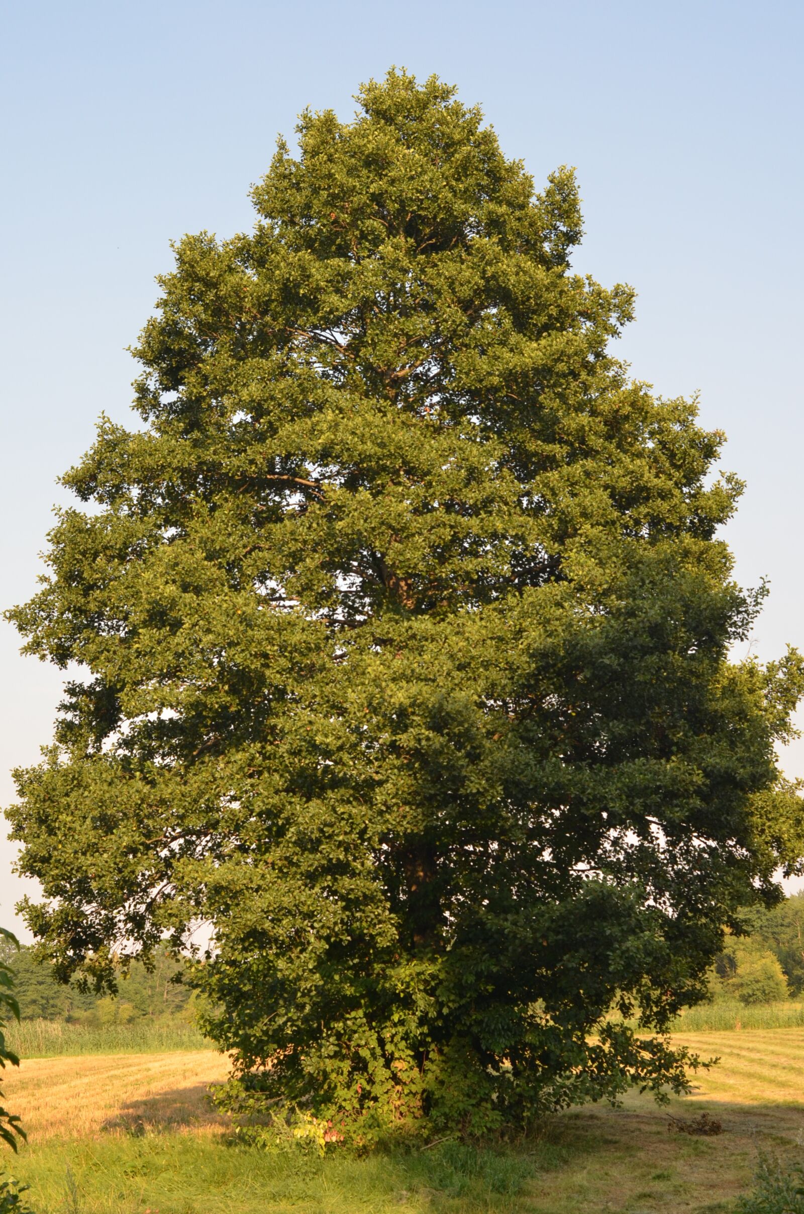 Nikon D7000 sample photo. Tree, green, sky photography