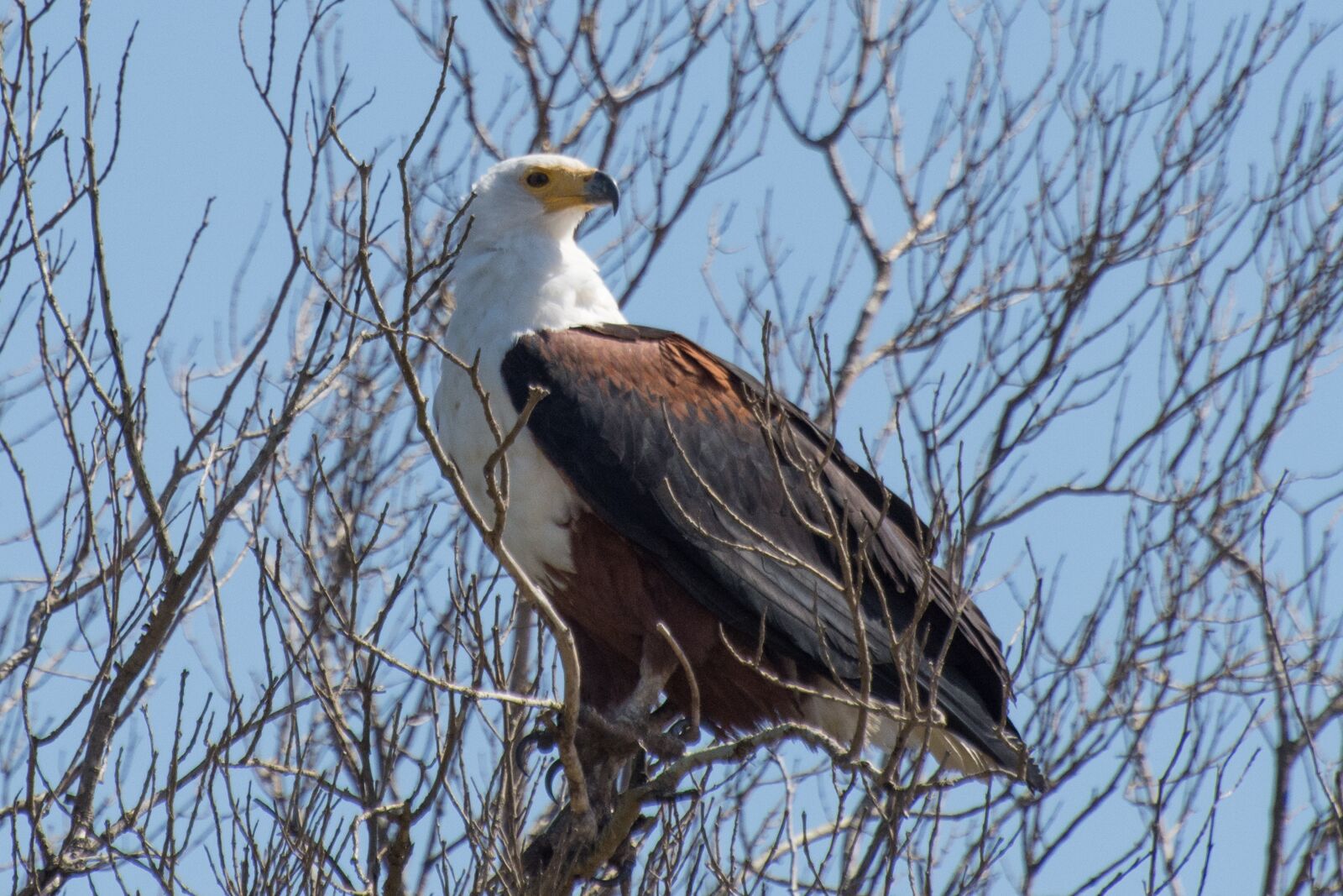 Nikon D7200 sample photo. Adler, wetland, africa photography