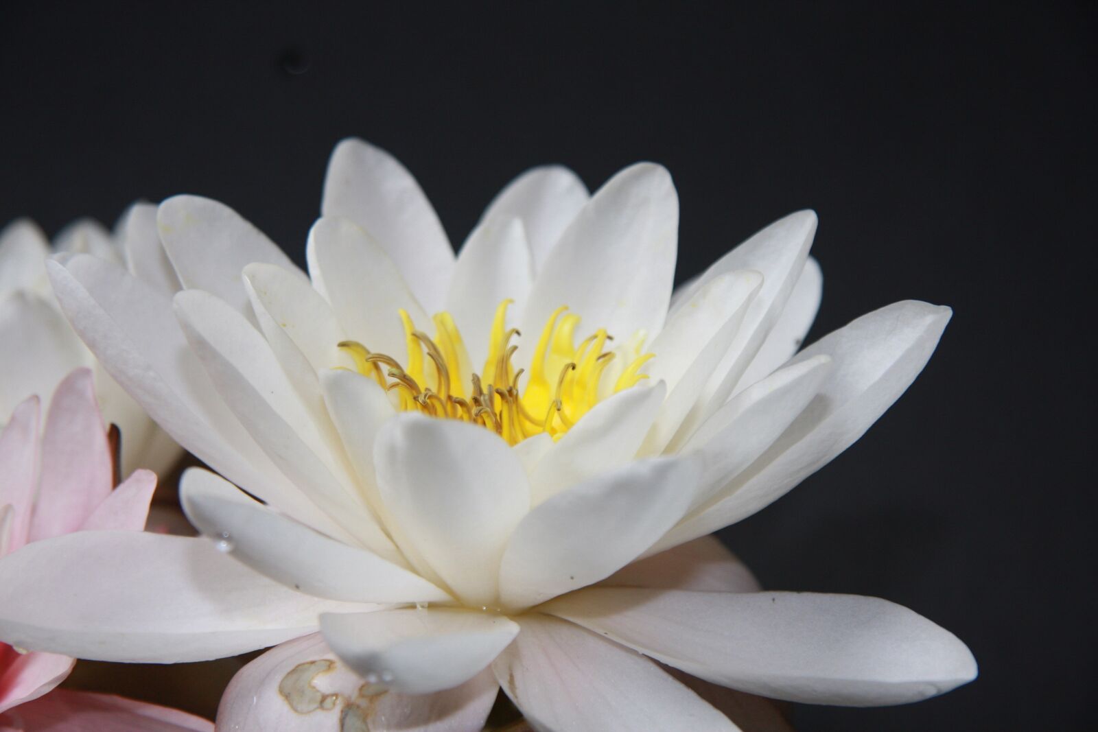 Canon EOS 40D sample photo. Water lily, noble, nuphar photography