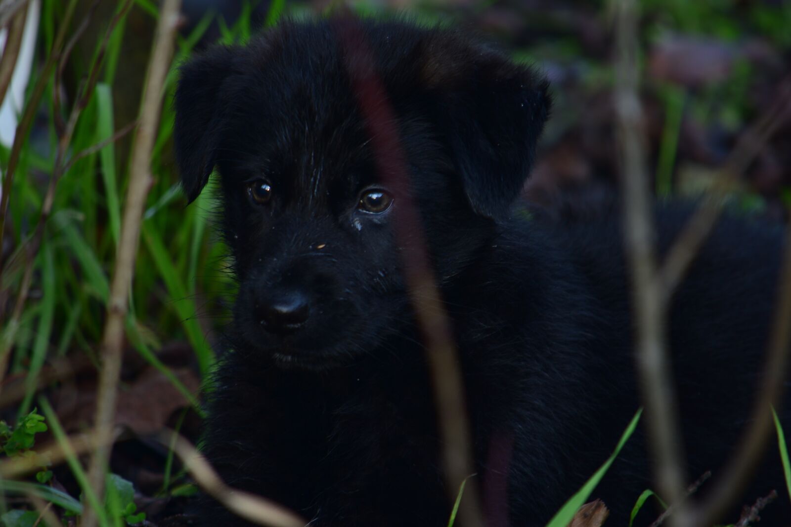 Nikon D3300 sample photo. Puppy, cute, dog photography
