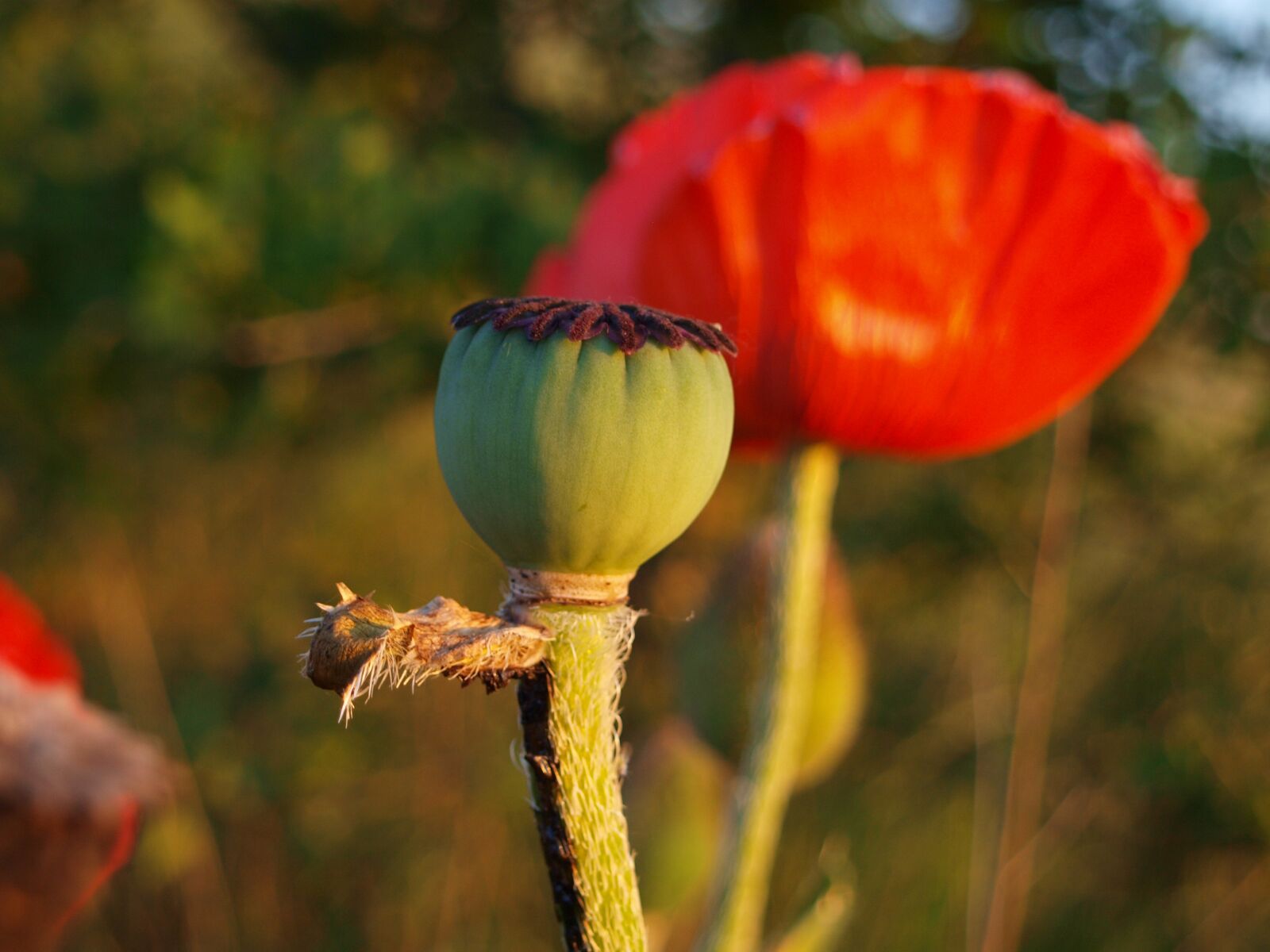 Olympus E-420 (EVOLT E-420) sample photo. Poppy, poppy flower, mohngewaechs photography