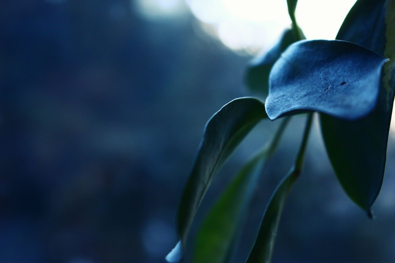Canon EOS 70D sample photo. Houseplant, leaf, green photography