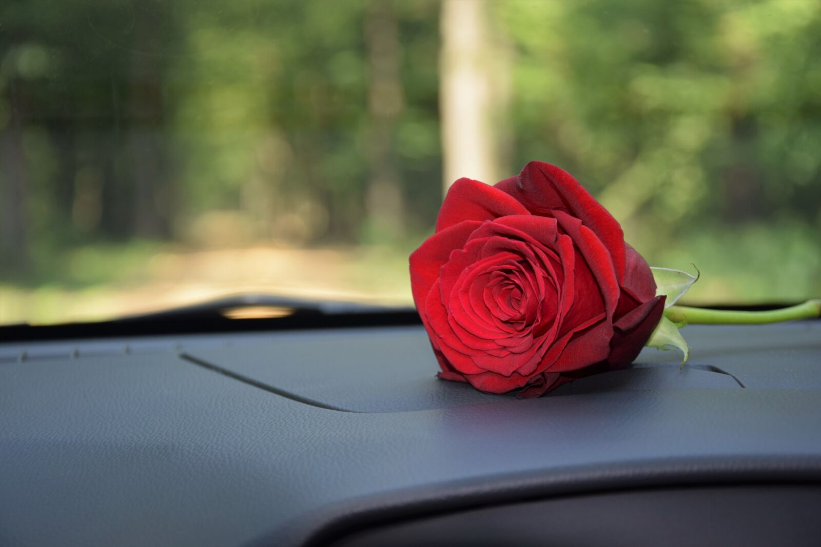 Nikon D3300 sample photo. Red rose on car photography