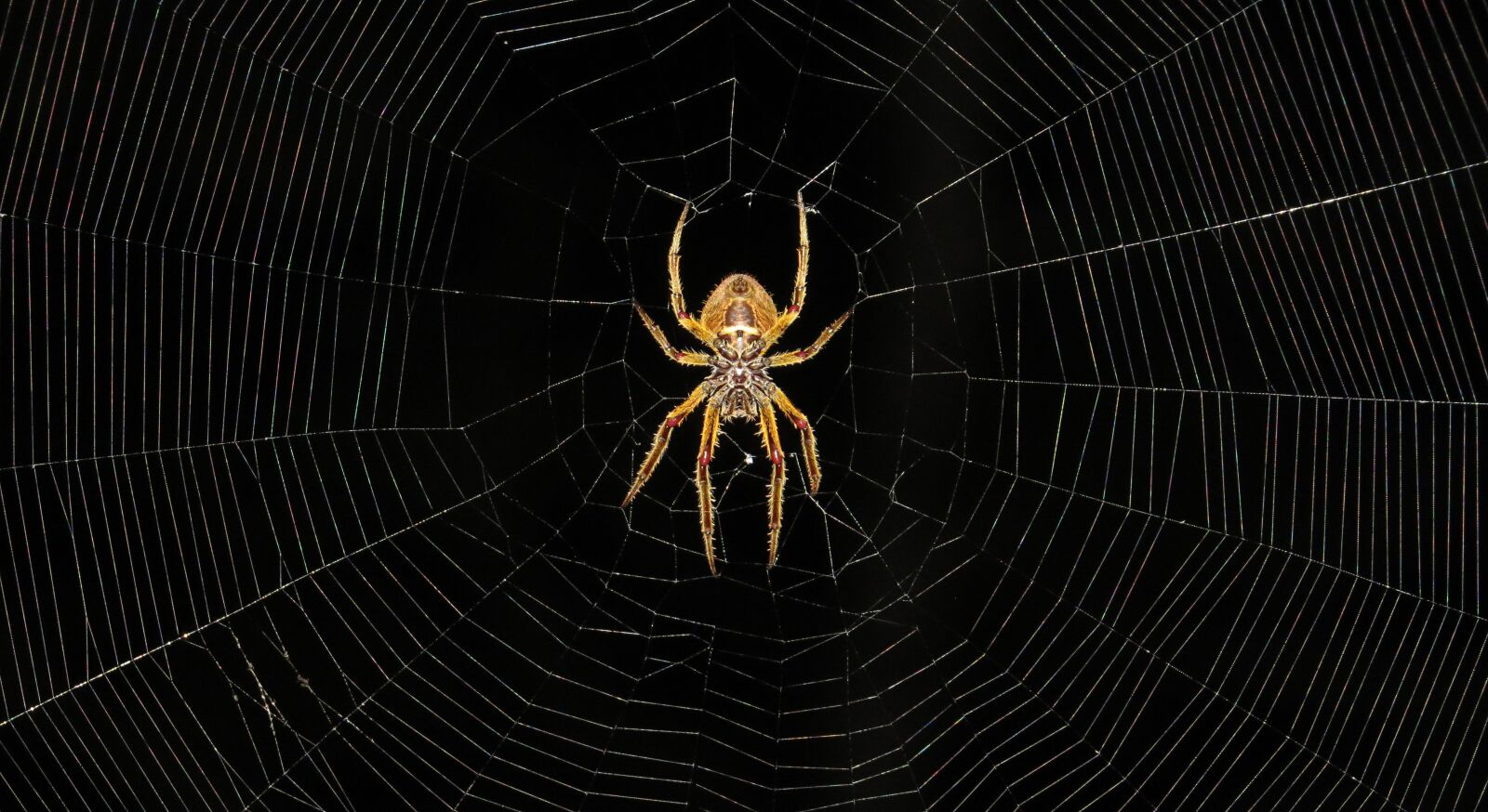Canon PowerShot SX50 HS sample photo. Macro, insect, arachnid photography