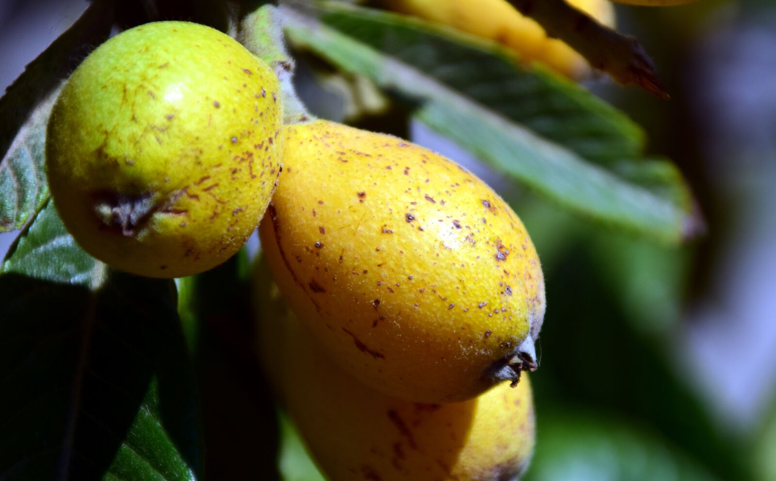 Nikon D3300 sample photo. Medlar, nispel, fruit photography