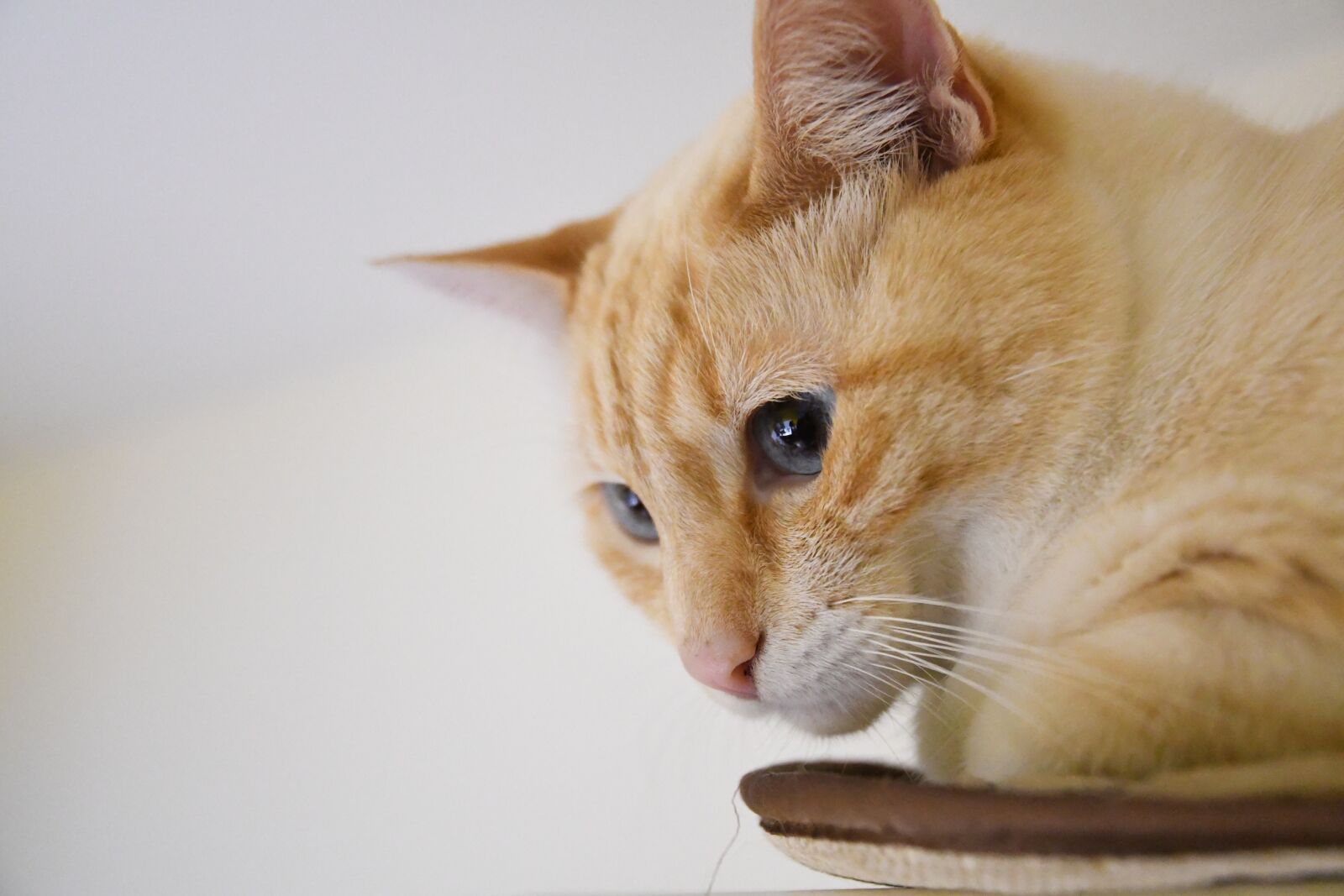 Nikon D500 sample photo. Cat, cute, animal photography