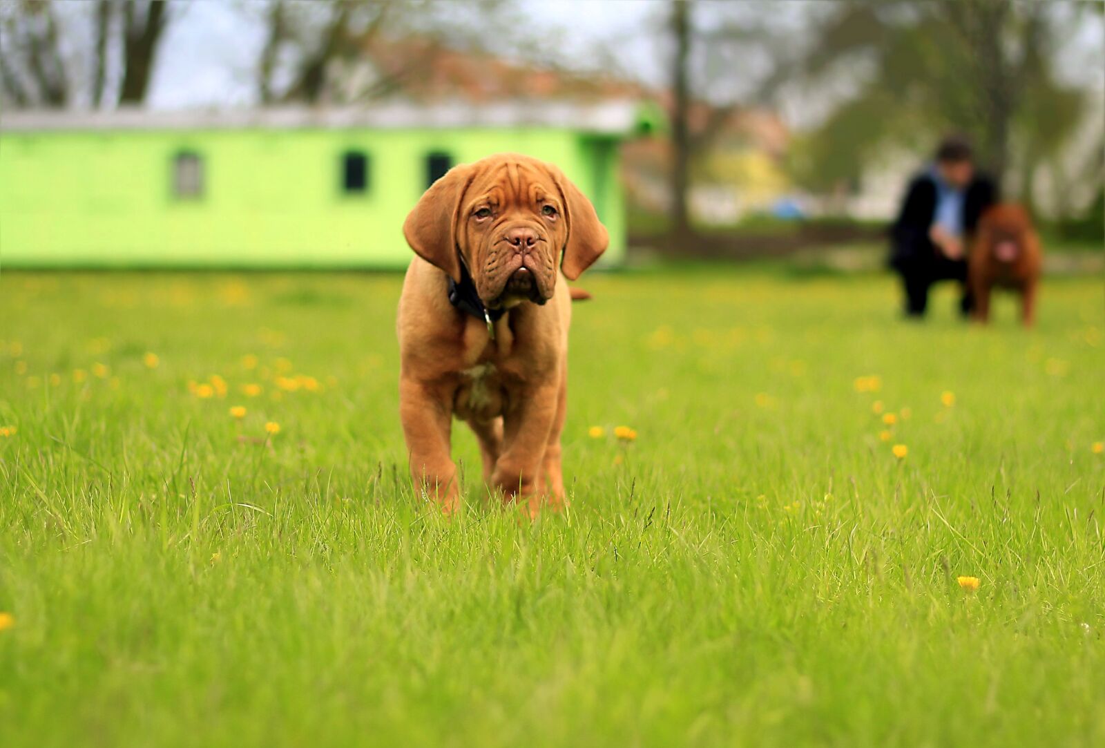 Canon EOS 600D (Rebel EOS T3i / EOS Kiss X5) + Canon EF 50mm F1.8 II sample photo. Bordeaux, dog, dogue photography