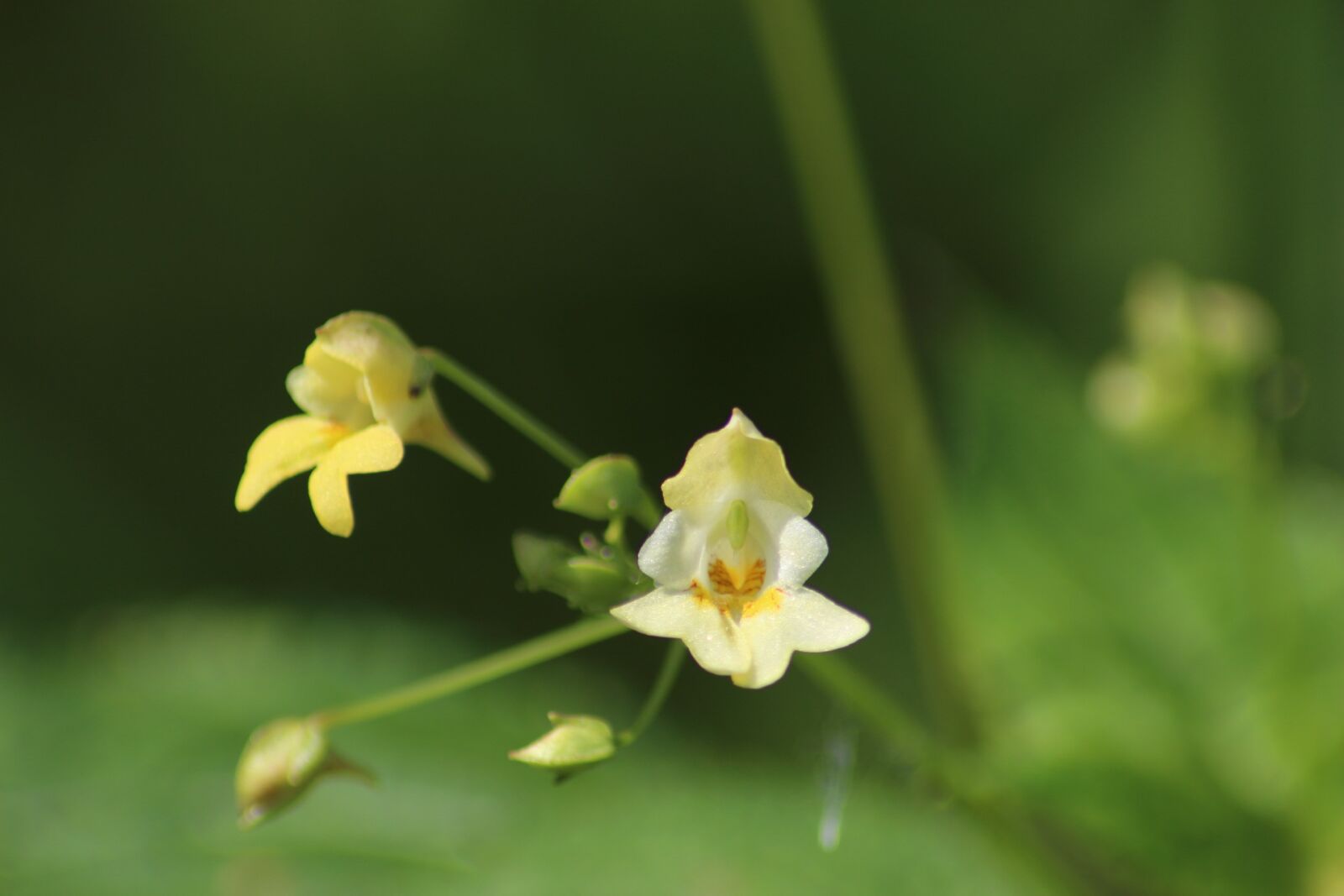 Canon EOS 1200D (EOS Rebel T5 / EOS Kiss X70 / EOS Hi) sample photo. Nature, flower, plant photography