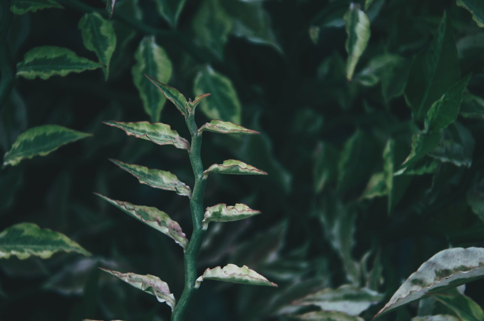 Nikon D300S sample photo. Green plant, growth, plant photography