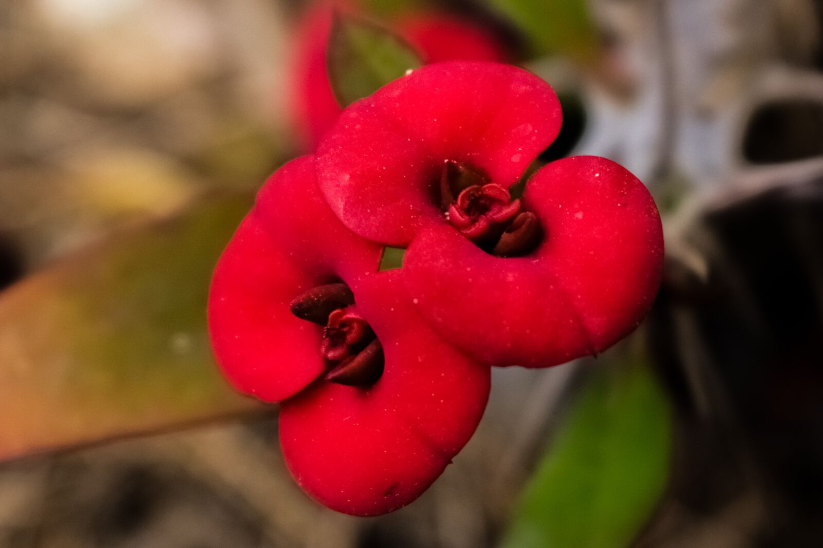 Nikon D3300 sample photo. Flower, red, garden photography